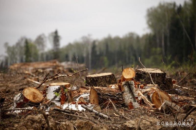 Лесхоз похозяйничал, или Как в Иркутской области нелегально леса вырубают
